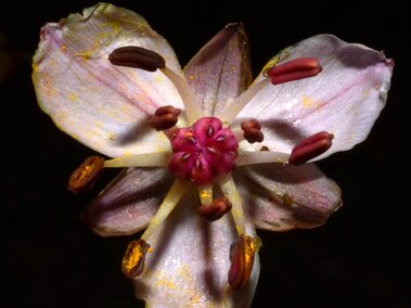 A closeup of a flowering rush plant's flower.