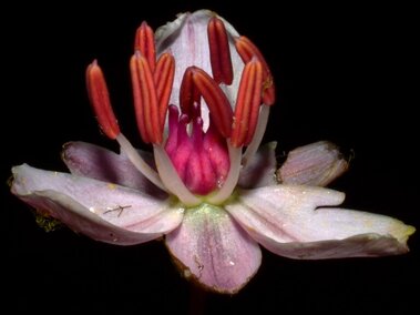 A closeup of a flowering rush flower.