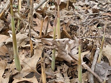 Young new stalks of Eurasian common reed sprouting up from the ground.