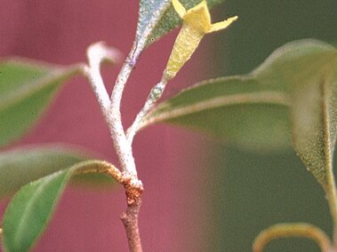 A closeup of an autumn olive branch with its trumpet-like yellow flower in bloom