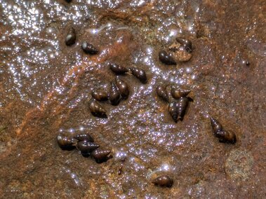 A closeup of several New Zealand mudsnails latched on a rock.