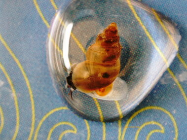 A closeup of a live New Zealand mudsnail.