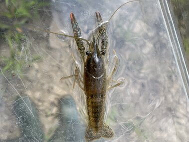 A closeup of a juvenile red swamp crayfish