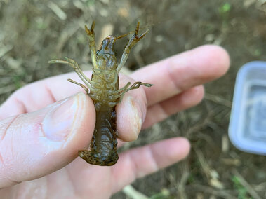 An individual holding a marbled crayfish on its back with its abdomen visible.