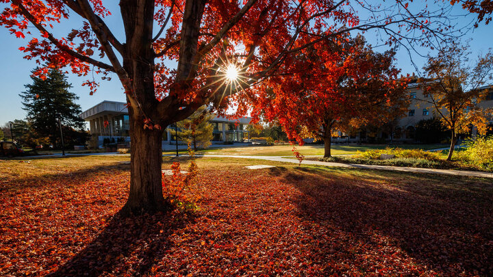 Sunlight shining through trees in front of Dinsdale Learning Commons