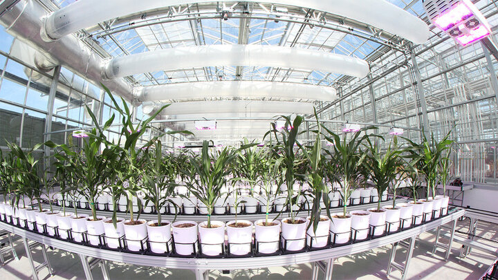 Plants in planters in Nebraska Innovation Campus plant phenotyping greenhouse