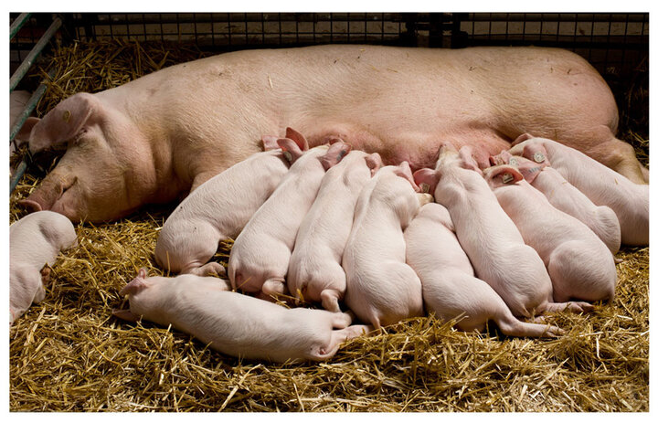 Pig milking device tailored to the unique anatomy and behavioral traits of sows.