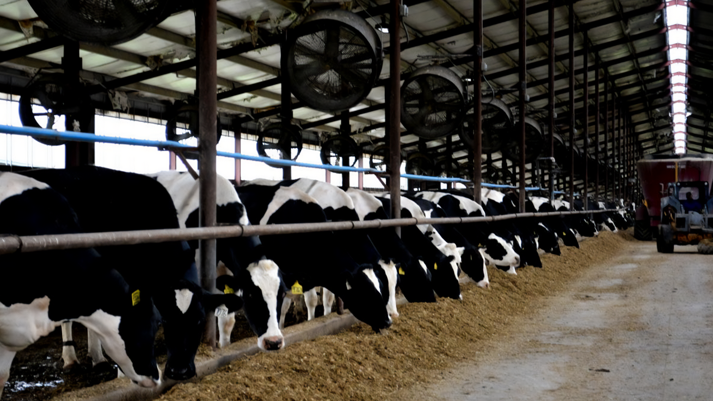 A row of dairy cows feeding