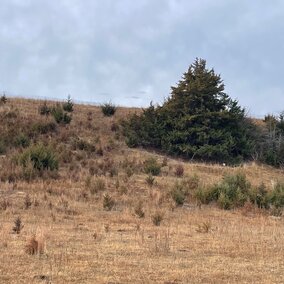 Seeds and seedlings will spread up to 200 yards from an eastern red cedar seed source. (Photo credit: Bethany Johnston)