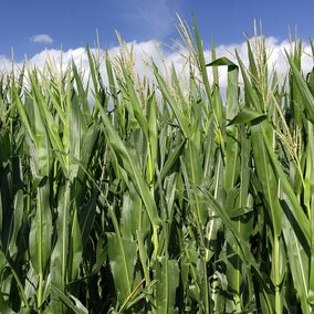 Standing Corn