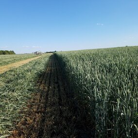 Cutting small grain silage