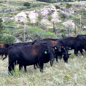 cattle grazing in a pasture