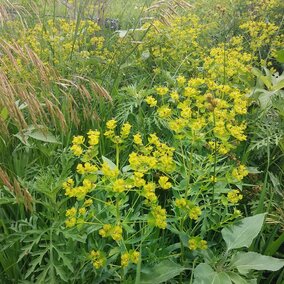 Invasive leafy spurge in a pasture. Photo Credit: Troy Walz