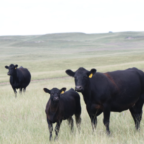 cattle in a pasture