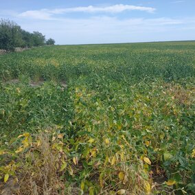 Soybean field