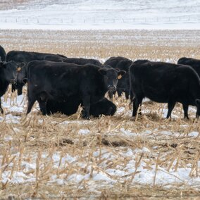 Cows grazing corn residue