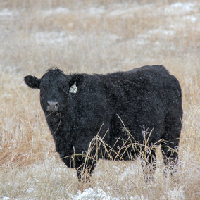 cattle in a pasture in the winter