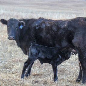 yearlings