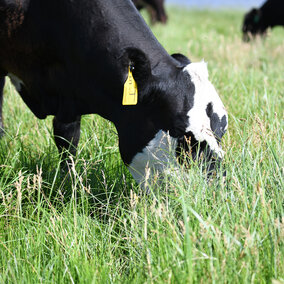 Cow grazing lush green forages. Photo credit: Troy Walz
