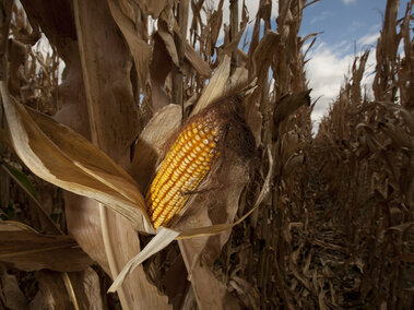 corn