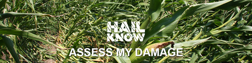 hail damaged corn field graphic