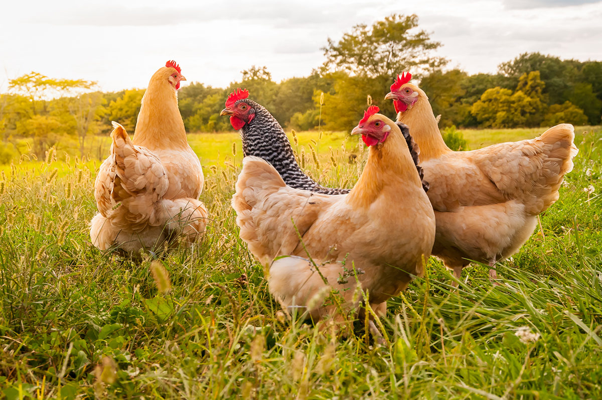 flock of three chickens