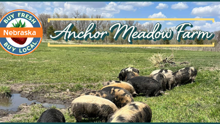 Anchor Meadow Farm Spotlight Image of hogs