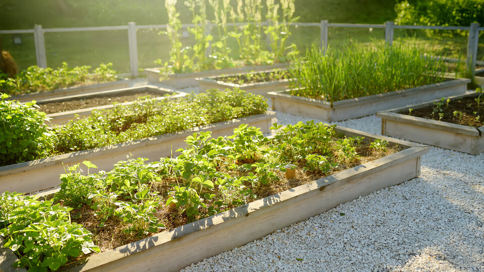 Raised bed gardening