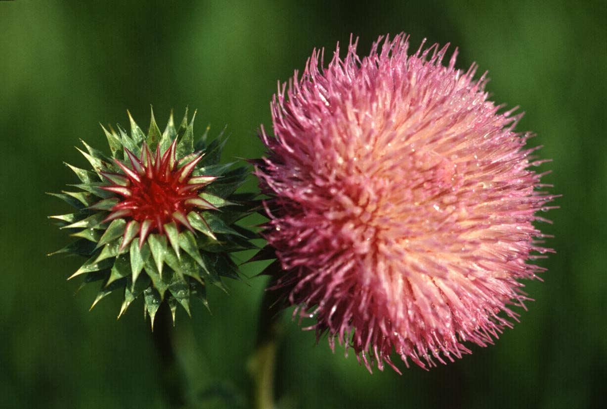 A closeup of a musk thistle (carduus nutans) flower head.