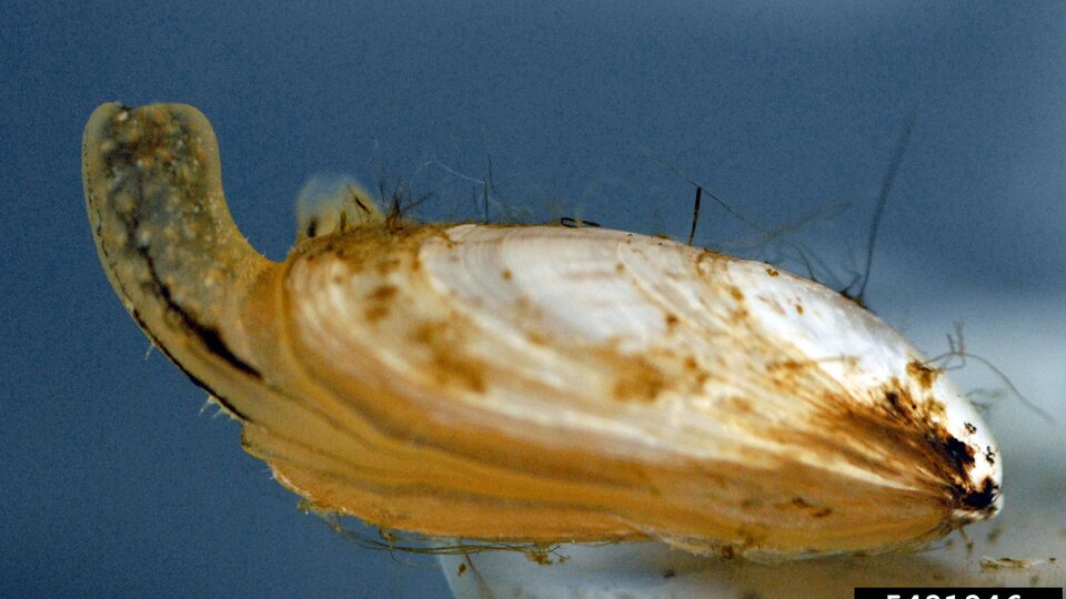 A closeup of a live quagga mussel submerged in water