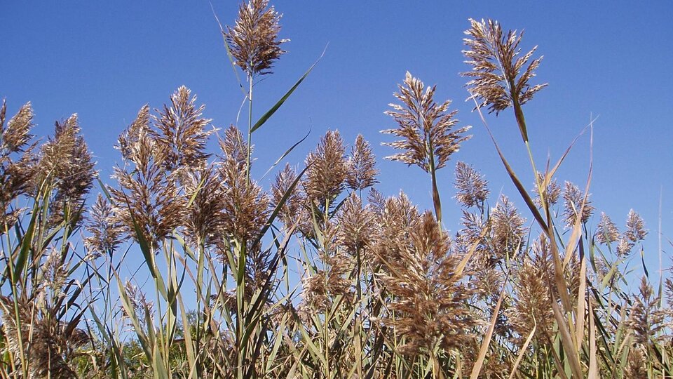 A field of Eurasian common reed with blooming seedheads.