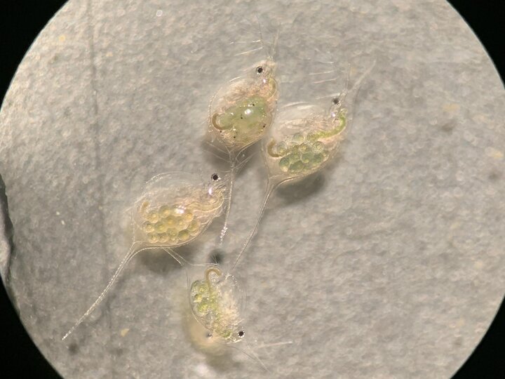A closeup of four waterfleas viewed under a microscope