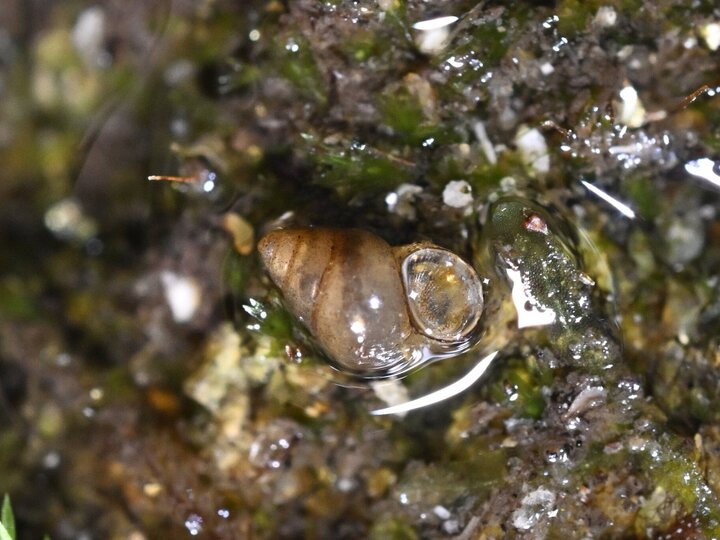 A closeup of a New Zealand mudsnail semi-submerged in water on a mossy rock.