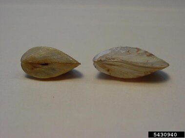 A closeup of two quagga mussels with the side profiles visible.