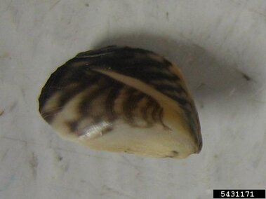 A closeup of a quagga mussel