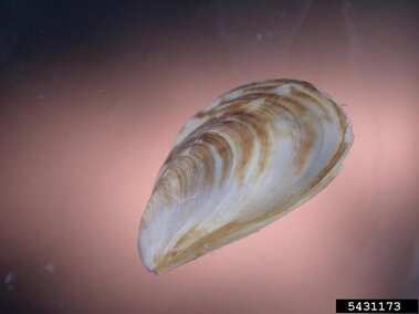 A closeup of a quagga mussel