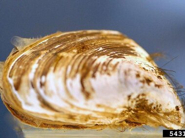 A closeup of a live quagga mussel submerged in water