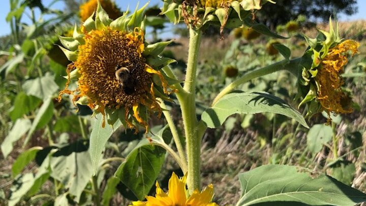 Sunflowers