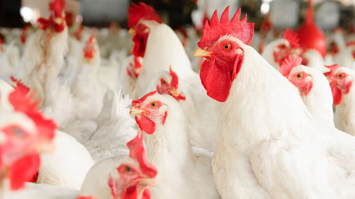 Flock of white chickens inside a breeding facility