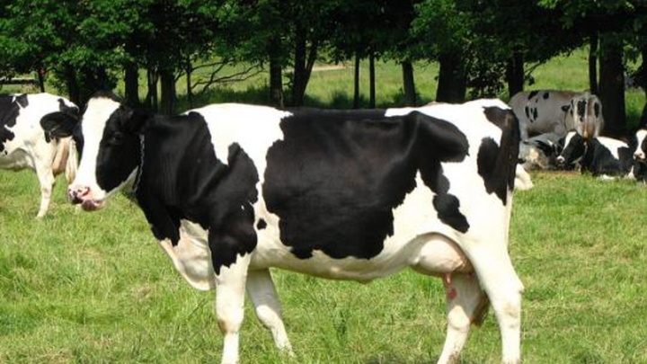 cow