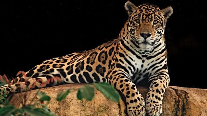 jaguar