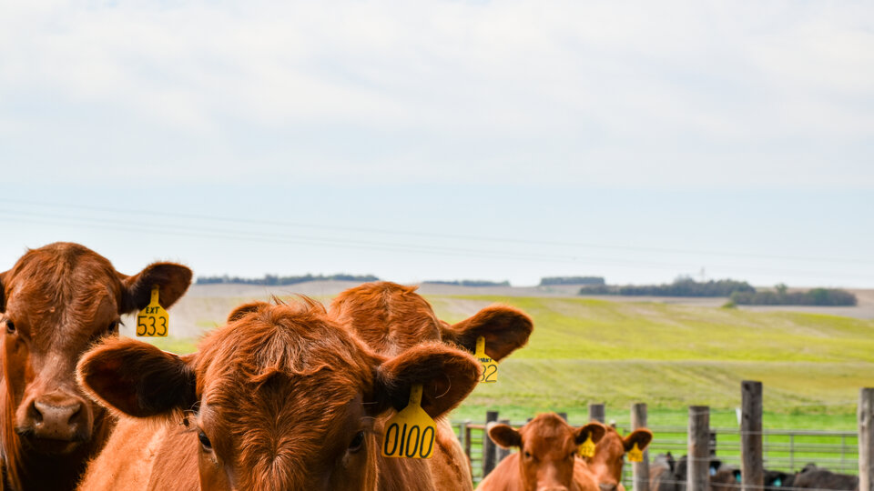 Consignors enroll heifers into the program 