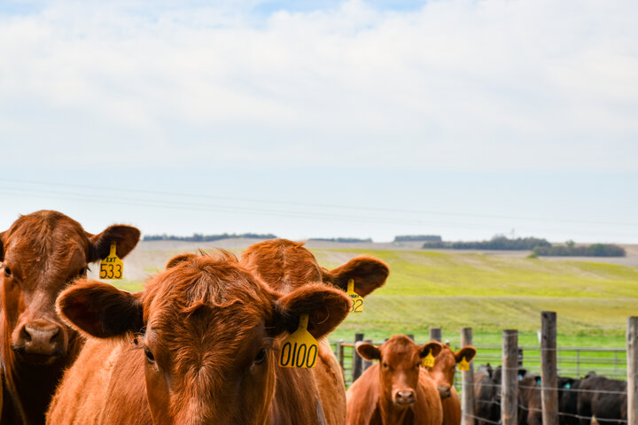 Consignors enroll heifers into the program 