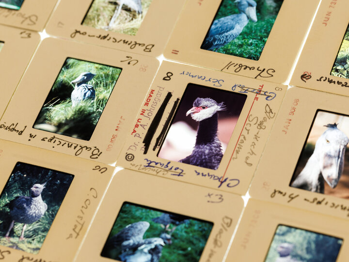 Photo on a slide of a bird.